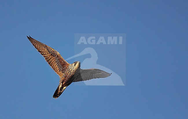 Juvenile Peregrine Falcon (Falco peregrine) during autumn in Finland. Flying overhead. stock-image by Agami/Markus Varesvuo,