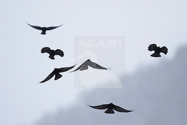 Alpenkauw in de vlucht; Alpine Chough in flight stock-image by Agami/Ralph Martin,