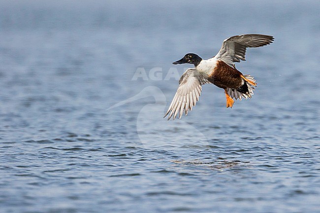 Northern Shoveler - Löffelente - Spatula clypeata, Germany, adult male stock-image by Agami/Ralph Martin,