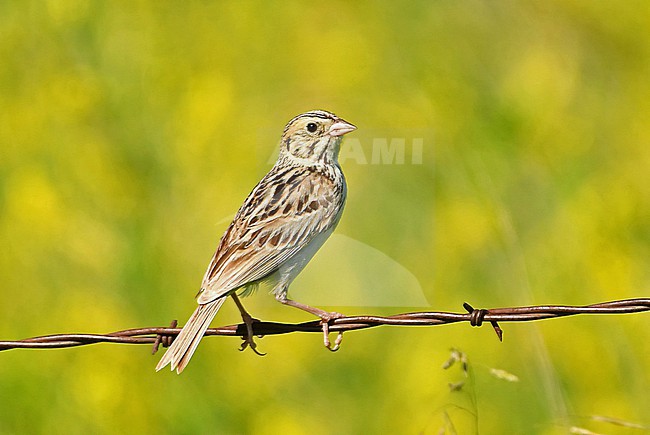 Baird's Sparrow (Centronyx bairdii) is an uncommon bird of the grasslands of the central North American continent. stock-image by Agami/Eduard Sangster,