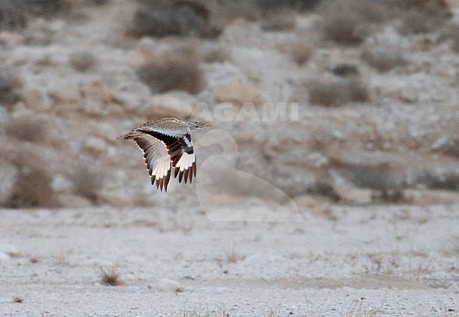 Side view of an adult Macqueen's Bustard (Chlamydotis macqueenii) in flight, photo against bushes and gravel. Israel stock-image by Agami/Markku Rantala,