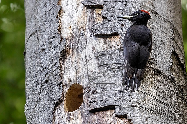 Female Black Woodpecker, Dryocopus martius martius) on a tree, Forêt de Soignes, Watermael Boistfort, Brussels, Brabant, Belgium. stock-image by Agami/Vincent Legrand,