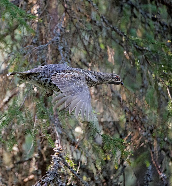 Hazelhoen mannetje vliegend, Hazel Grouse male in flight stock-image by Agami/Markus Varesvuo,
