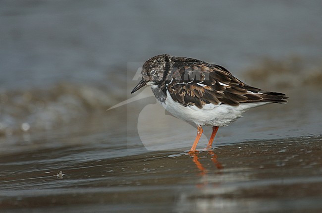 Steenloper in winterkleed; Ruddy Turnstone in winterplumage stock-image by Agami/Marc Guyt,