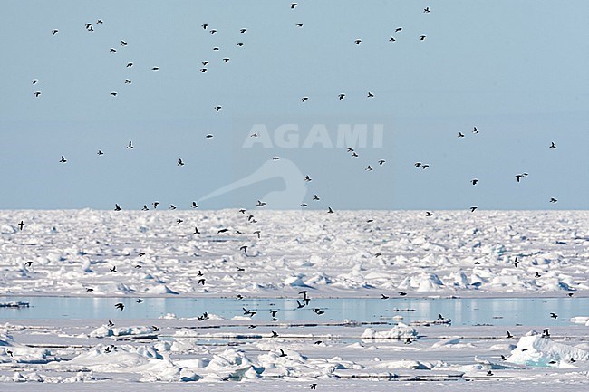 Little Auk (Alle alle) during summer season on Spitsbergen in arctic Norway. Huge flock of Little Auks above the drift ice. stock-image by Agami/Marc Guyt,