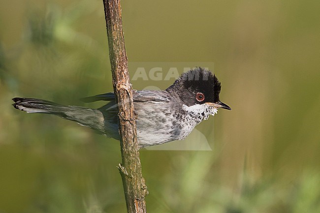 Onvolwassen mannetje Cyprusgrasmus, immature male Cyprus Warbler stock-image by Agami/Ralph Martin,