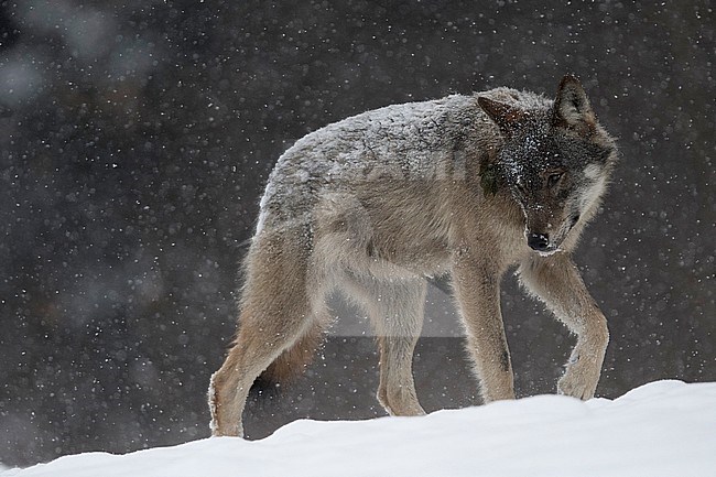 Wolf in snow covered forest in Poland stock-image by Agami/Han Bouwmeester,