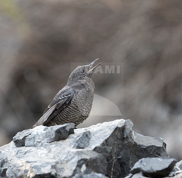 Western Blue Rock Thrush; Monticola solitarius ssp. longirostris stock-image by Agami/Ralph Martin,