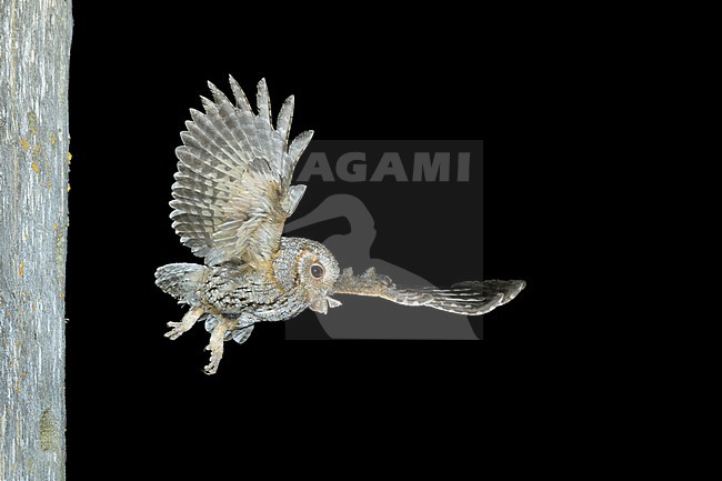 Flammulated Owl, Psiloscops flammeolus, in the United States. stock-image by Agami/Brian E Small,