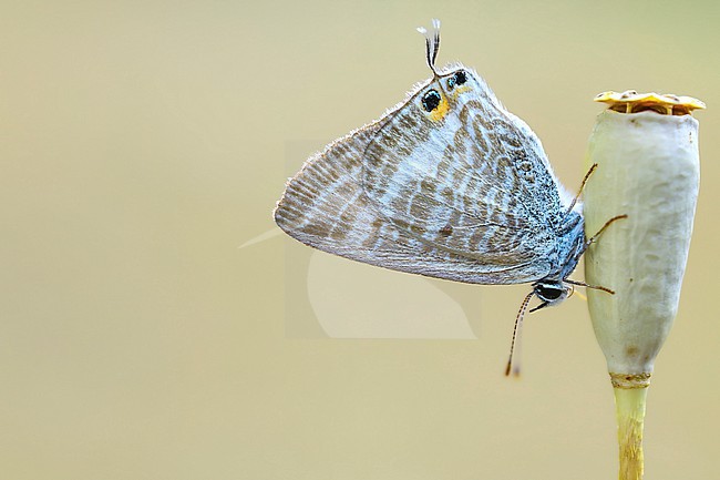 A close-up of a Long-tailed Blue butterfly stock-image by Agami/Wil Leurs,