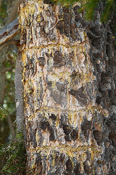 Three-toed Woodpecker - Dreizehenspecht - Picoides tridactylus ssp. alpinus, Austria, feeding traces stock-image by Agami/Ralph Martin,