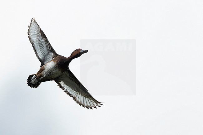 Adult female ferruginous duck (aythya nyroca), found in Hungary, Hortobagy National Park stock-image by Agami/Mathias Putze,