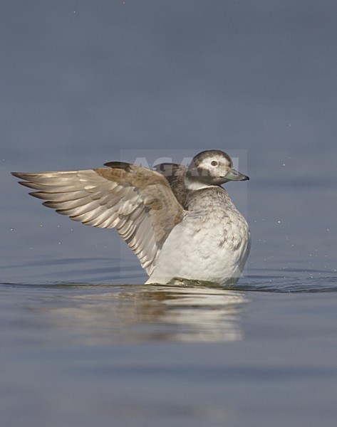Long-tailed Duck female swimming with wing raised; IJseend vrouw zwemmend vleugel klappend stock-image by Agami/Daniele Occhiato,