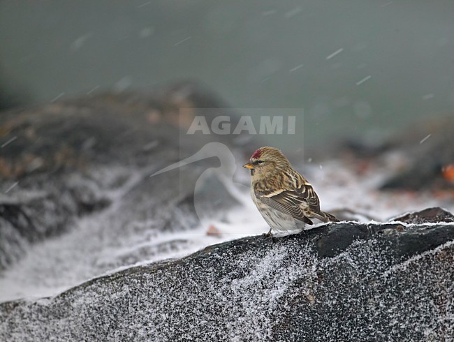 Grote Barmsijs in de sneeuw; Mealy Redpoll in snow stock-image by Agami/Markus Varesvuo,