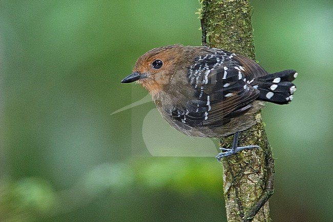 A female Common Scale-backed Antbird (Willisornis poecilinotus lepidonota) at Reserva Natural La Isla Escondida, Orito, Putumayo, Colombia. stock-image by Agami/Tom Friedel,