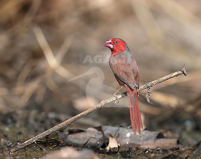 Crimson Finch (Neochmia phaeton) at Townsville in northern Australia. stock-image by Agami/Aurélien Audevard,