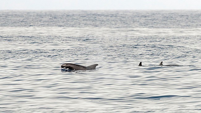 Small shy pod of Pygmy Killer Whale swimming off Sao Nicolau, Cape Verde. June 3, 2018. stock-image by Agami/Vincent Legrand,