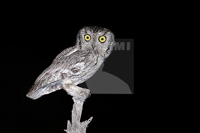 Adult Western Screech Owl (Megascops kennicottii)
Riverside Co., California, USA
April 2017 stock-image by Agami/Brian E Small,