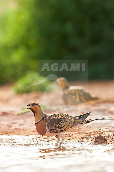Pin-tailed Sandgrouse (Pterocles alchata) in steppes near Belchite in Spain. stock-image by Agami/Marc Guyt,
