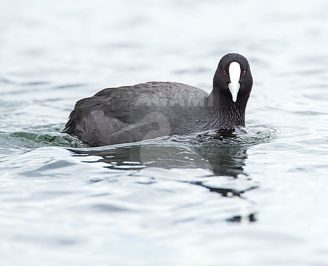 Australian Common Coot (Fulica atra australis) swimming in a lake in New Zealand. stock-image by Agami/Marc Guyt,