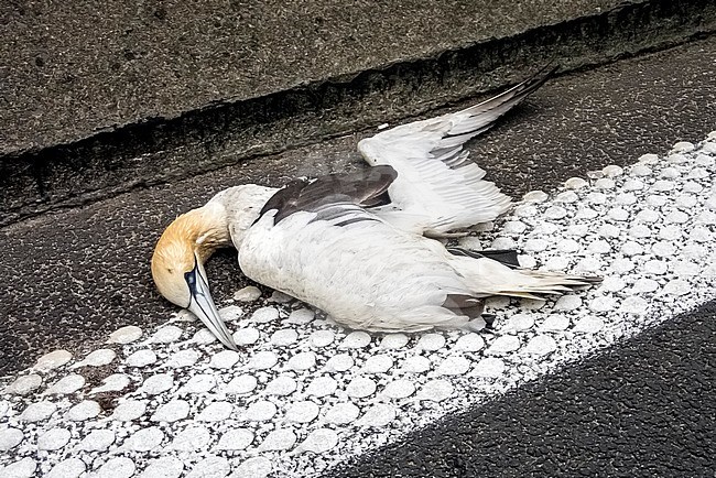 Nearly adult Northern Gannet (Morus bassanus) corpse lingered along a speedway in ring of Brussels near Wezembeek-Oppem, Brussels, Brabant, Belgium. stock-image by Agami/Vincent Legrand,