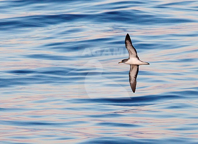Cory's Shearwater (Calonectris diomedea borealis) flying in between Pico and Sao Jorge during sunset. stock-image by Agami/Edwin Winkel,