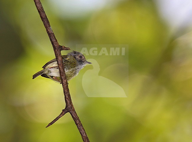 Adult Pernambuco Pygmy Tyrant (Myiornis sp. nov.), a yet undescribed species and most probably CRITICALLY ENDANGERED. stock-image by Agami/Andy & Gill Swash ,