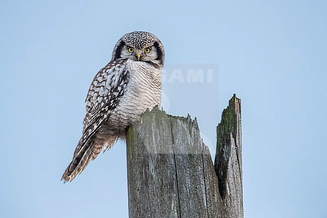 Eurasian Northern Hawk Owl (Surnia ulula ulula) perched on a tree in Skane, Sweden. stock-image by Agami/Vincent Legrand,
