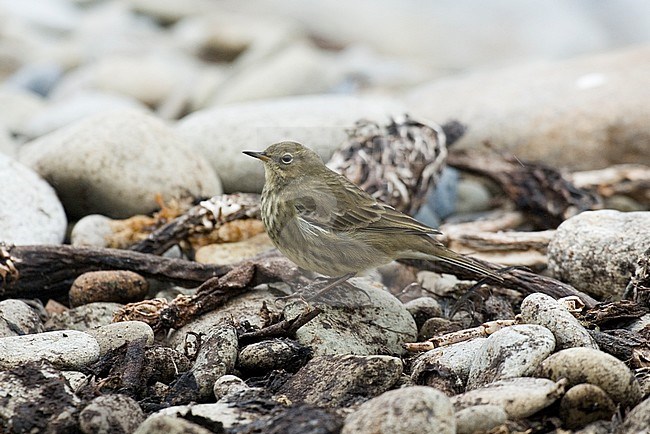 British Rock Pipit (Anthus petrosus petrosus) resting on pebble beach on Fair Isle on Shetland in Scotland. stock-image by Agami/Arend Wassink,