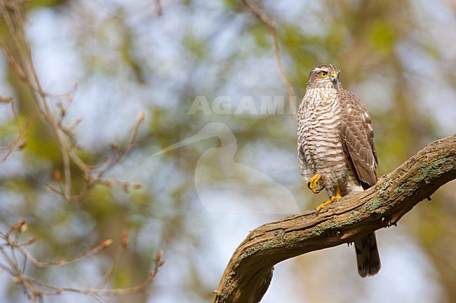 Vrouwtje Sperwer zittend op tak, Eurasian Sparrowhawk female perched on a branch stock-image by Agami/Menno van Duijn,