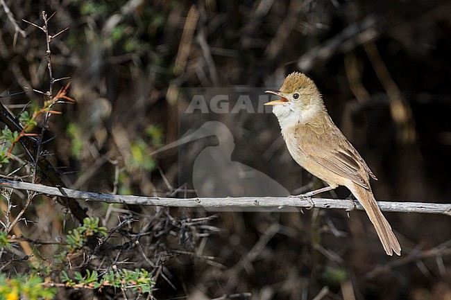 Thick-billed Warbler - Dickschnabel-Rohrsänger - Arundinax aedon ssp. aedon, Russia, adult stock-image by Agami/Ralph Martin,