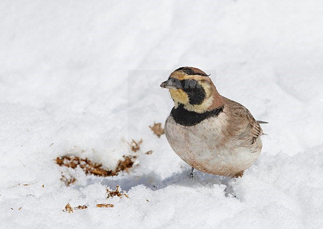 Atlasstrandleeuwerik zittend in de sneeuw; Atlas Horned Lark perched in the snow stock-image by Agami/Markus Varesvuo,