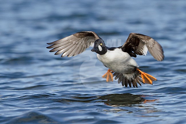 Brilduiker vliegend; Common Goldeneye (Bucephala clangula) flying in Victoria, BC, Canada. stock-image by Agami/Glenn Bartley,