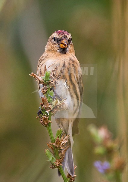 Lesser Redpoll - Alpen-Birkenzeisig - Carduelis cabarett, Germany stock-image by Agami/Ralph Martin,