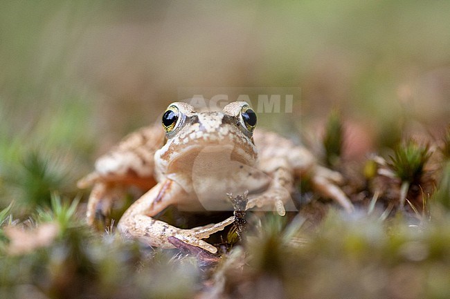 Grass Frog (Rana temporaria) taken the 26/02/2021 at Le Mans - France. stock-image by Agami/Nicolas Bastide,