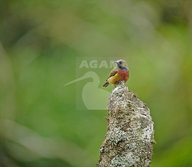 Male Humblot's Sunbird (Cinnyris humbloti). It is endemic to the islands of Grand Comoro and Mohéli in the Comoros. stock-image by Agami/Pete Morris,