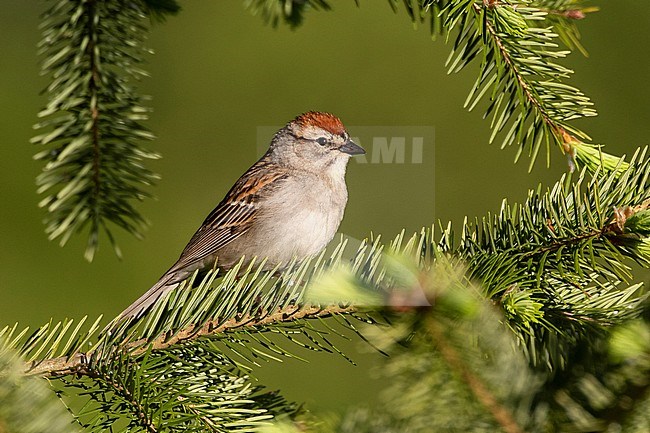 A male Chipping Sparrow sits on some pine branches in British Colombia, Canada stock-image by Agami/Jacob Garvelink,