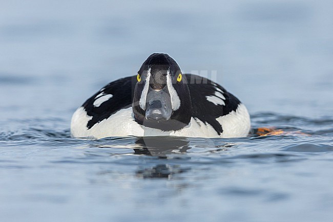 Barrow's Goldeneye (Bucephala islandica), front view of an adult male swimming in the water, Northeastern Region, Iceland stock-image by Agami/Saverio Gatto,