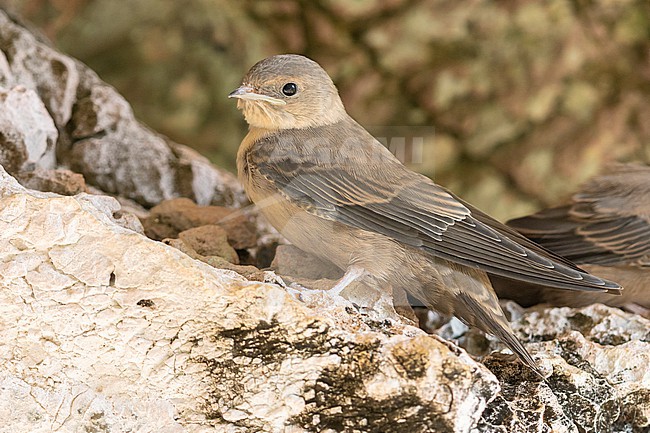 Crag Martin (Ptyonoprogne rupestris), juvenile perched on a rock, Campania, Italy stock-image by Agami/Saverio Gatto,