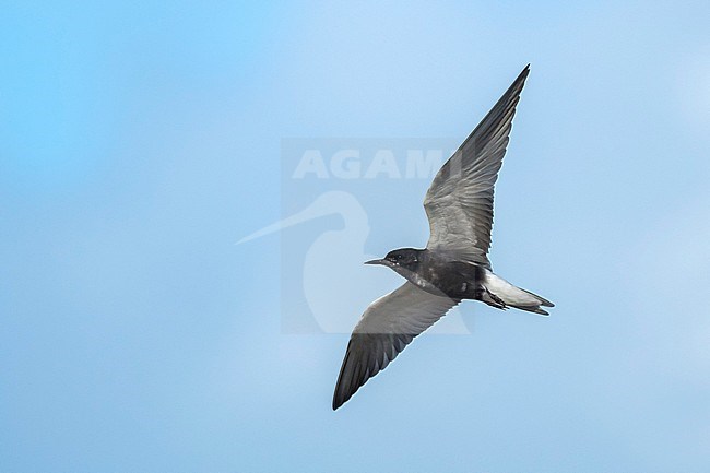 Adult American Black Tern (Chlidonias niger surinamensis) in breeding plumage at Galveston County, Texas, in spring. Flying past. stock-image by Agami/Brian E Small,