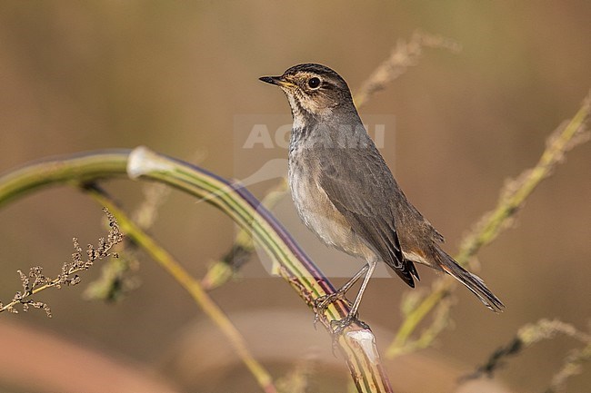Vrouwtje Blauwborst; Female Bluethroat stock-image by Agami/Daniele Occhiato,