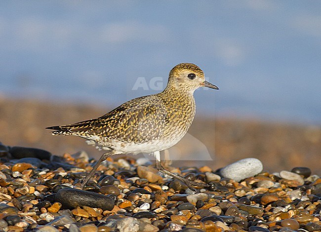 Adult winter plumaged European Golden Plover (Pluvialis apricaria), Cley, Norfolk, during winter. stock-image by Agami/Steve Gantlett,
