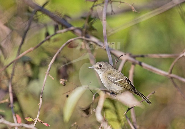 Dwarf Vireo (Vireo nelsoni) in Mexico. stock-image by Agami/Pete Morris,