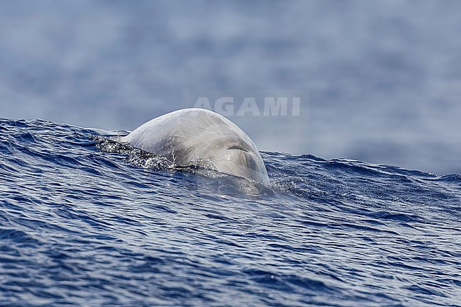 Cuvier's Beaked Whale (Ziphius cavirostris) swimming along our boat stock-image by Agami/Vincent Legrand,