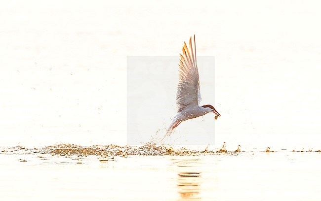 Adult Common Tern, Sterna hirundo, in flight. Fishing in the old Rhine outlet in the North Sea at Katwijk, Netherlands. stock-image by Agami/Marc Guyt,