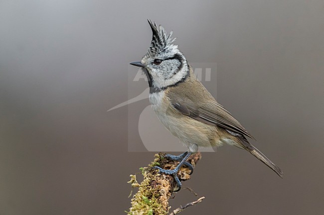 Kuifmees; Crested Tit stock-image by Agami/Daniele Occhiato,