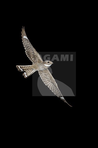 Adult male
Pima Co., AZ
May 2014 stock-image by Agami/Brian E Small,