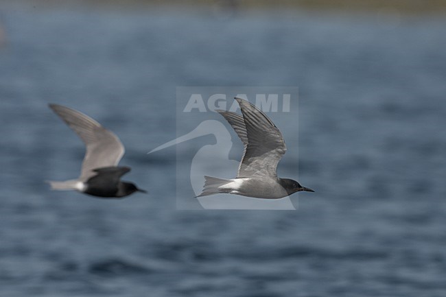 Adulte Zwarte Stern in vlucht; Adult Black Tern in flight stock-image by Agami/Jari Peltomäki,