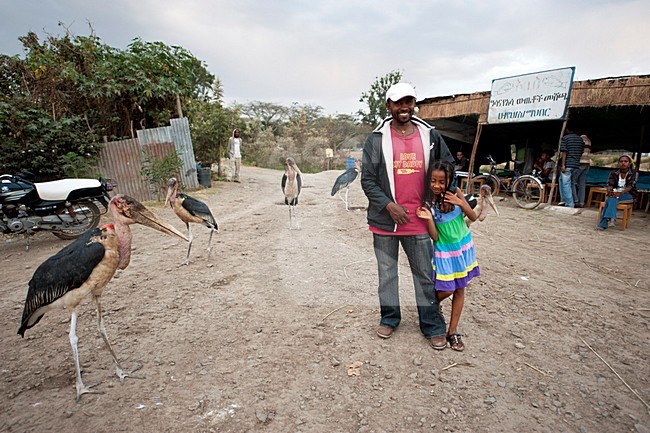 Afrikaanse Maraboe met mensen, Marabou Stork with people stock-image by Agami/Marten van Dijl,
