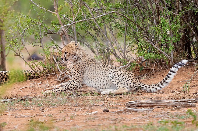 Cheetah (Acinonyx jubatus), female cub resting under a bush, Mpumalanga, South Africa stock-image by Agami/Saverio Gatto,